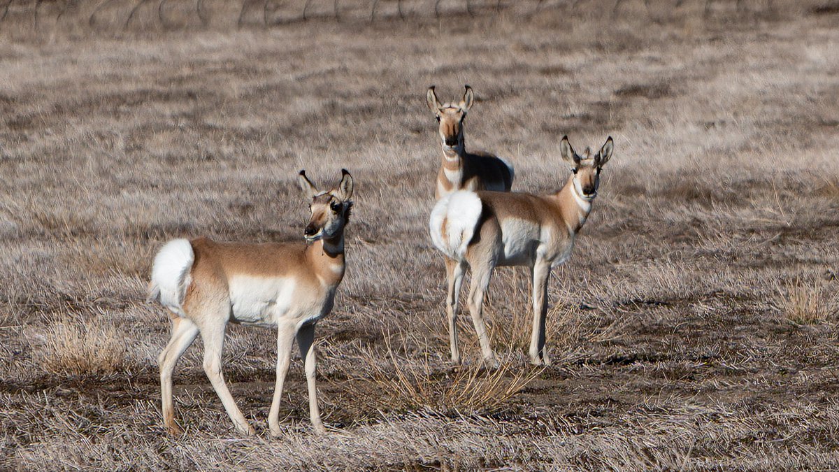 ProtectThPass's tweet photo. The UN says March 3 is World Wildlife Day. We say, EVERY day is wildlife day. Here are some of the beautiful wildlife of Thacker Pass, before their home was destroyed for lithium mining.
#DefendTheLand #DefendWildlife #BiodiversityCrisis #HandsOffMcDermittCaldera https://t.co/Bllm4mZon9