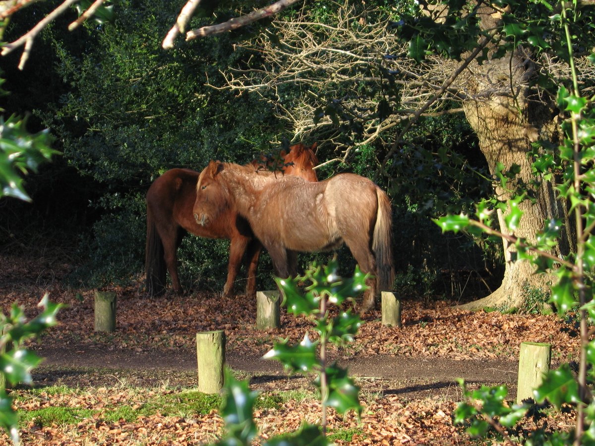 Last few tickets remaining! Ranger Ramble - Tuesday 12 March 10am-1pm Join #NewForest #NationalPark Rangers Claire and Jim for a walk enjoying the area's special landscape, culture wildlife and heritage. Find out more and book: eventbrite.co.uk/e/awakening-fe… 📷 Marcus Langelier