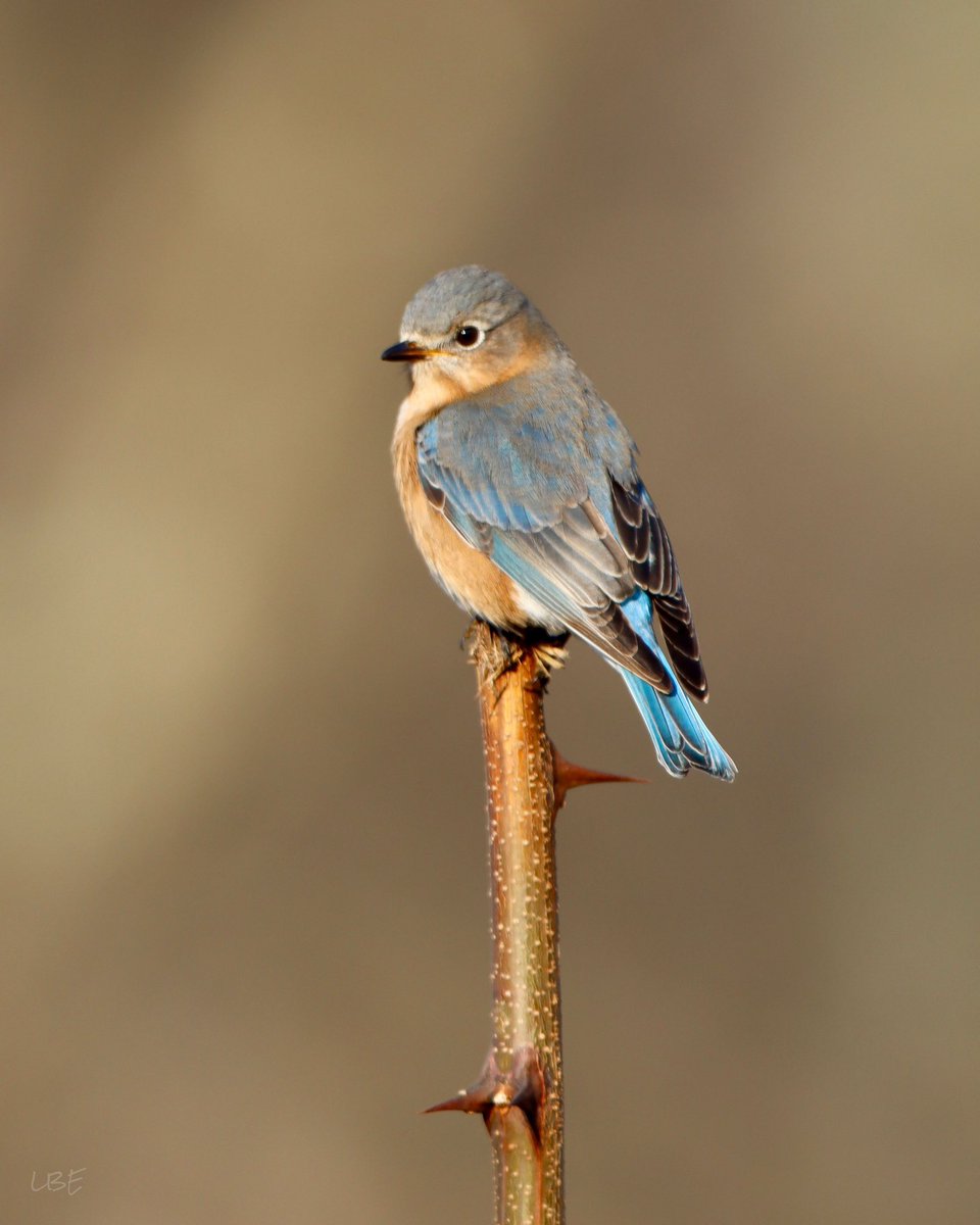 Happy Sunday! ☀️

#EasternBluebird #birdwatching #BirdPhotography #TeamCanon #BeautifulBirds #bluebird