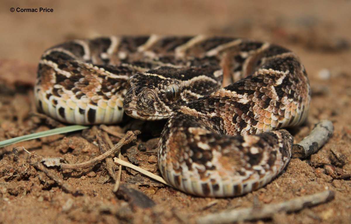 C_MrPrice's tweet image. Cute but potentially deadly... Puffy nunu (Neonate puff adder (Bitis arietans)). #puffadder #snake #SaveTheSnakes #SundayFunday #sundayvibes #conservation #conservationoptimism