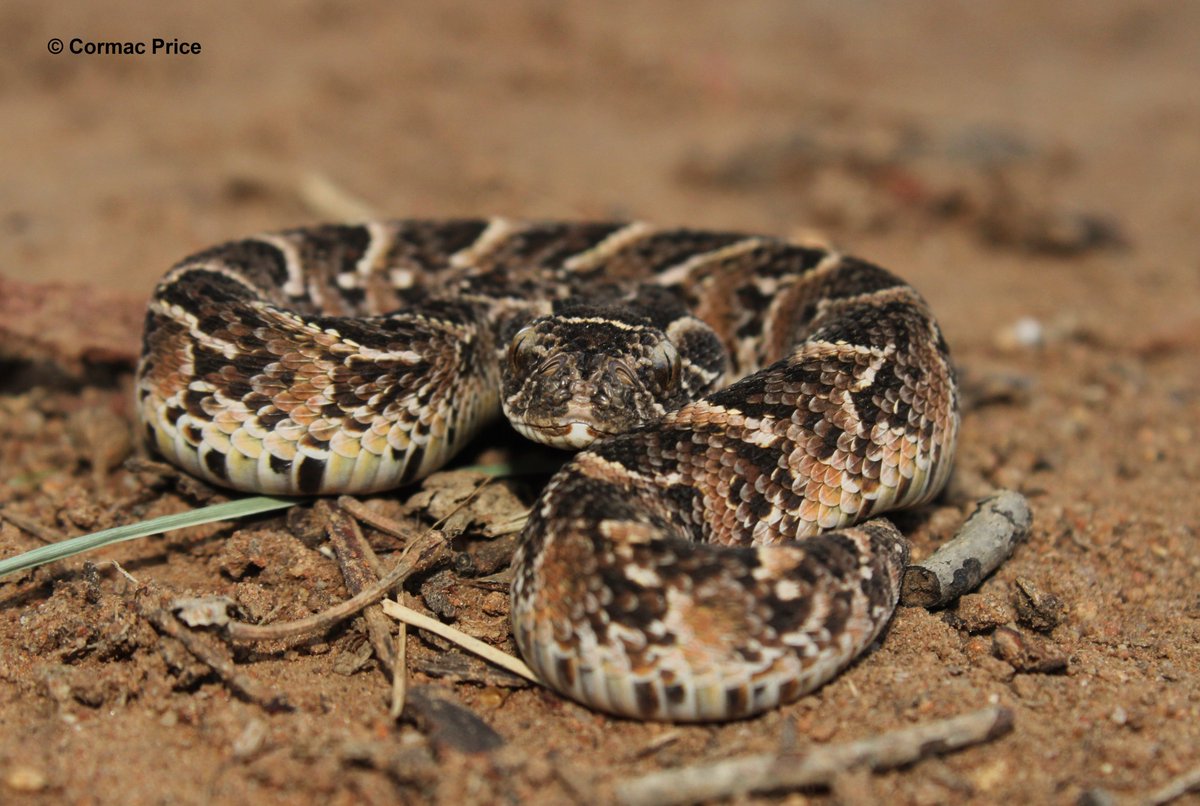 C_MrPrice's tweet image. Cute but potentially deadly... Puffy nunu (Neonate puff adder (Bitis arietans)). #puffadder #snake #SaveTheSnakes #SundayFunday #sundayvibes #conservation #conservationoptimism