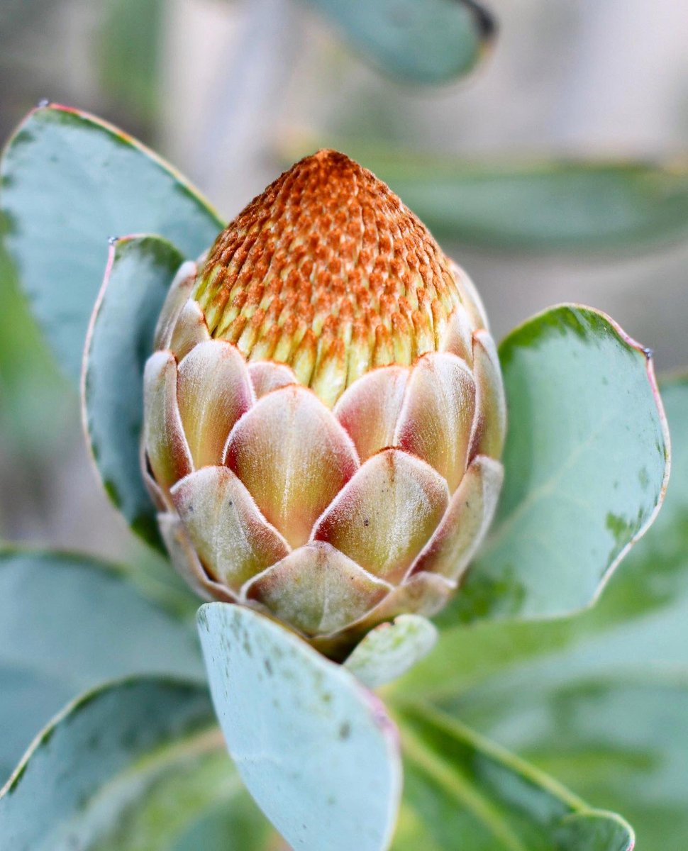 DianaR_Resendiz's tweet photo. #Nitida 💛 —> Botanically known as waboom… Afrikaans for ‘wagon tree’. This #protea has large white #flowers bloom during the winter & early spring. Each blossom opens from a tidy bud to an impressive flower with cream spike-like stamens with bronze tips & bronze bracts. 🍃🌼🌿 https://t.co/lQyc1FFBfF