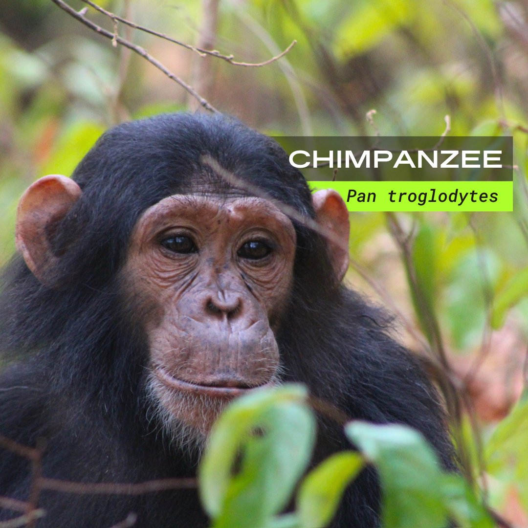 Welcome to Part 1 of 4 of our #WorldWildlifeDay series 🌍: Chimpanzees! We’ll be highlighting 5 species from 4 different areas of our work throughout this WILD month so get ready to LEARN, LISTEN, and SEE what our data insights have revealed about our natural world.