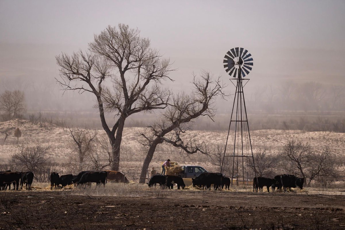 The number one need in the Texas Panhandle for livestock owners right now is fencing supplies and followed by hay. If you are able to make a donation to help those affected by the #wildfires, please find out where and how here: tx.ag/WildfireRelief