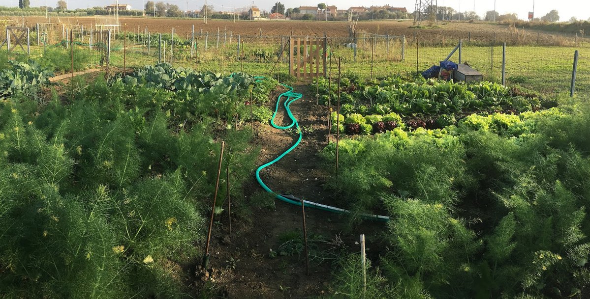 NeonTumbleweed's tweet photo. I is for irrigation in Italy #AlphabetChallenge #WeekI in a friend's community garden https://t.co/mpeTRbnLfN