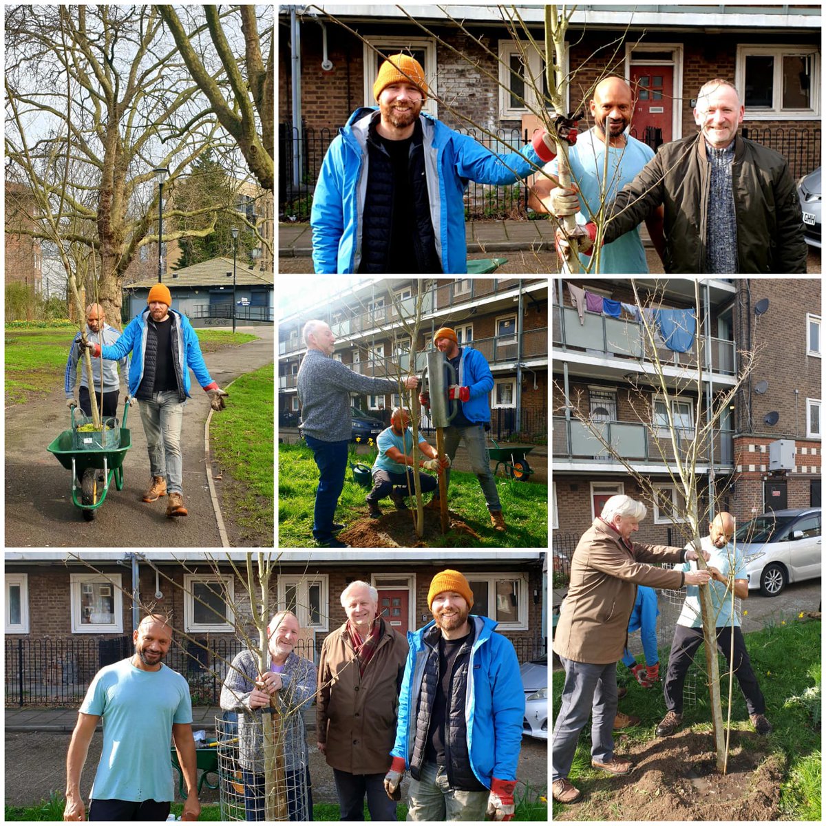 I was delighted to be present at today's elm tree planting as part of the Meath Gardens works organised by Tunde Morakinyo and the Friends of Meath Gardens. This Ulmus 'Wingham' went into the grass area outside Ellen Wilkinson House, Smart Street. London Borough of Tower Hamlets