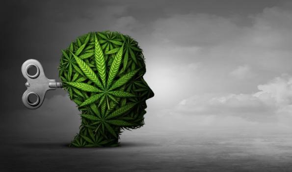Study by @DrexelCannabis shows shifts in medicinal #cannabis use among young adults post-legalization in CA. Notably, mental health symptoms increased over time in recreational users, emphasizing the need for targeted monitoring. tinyurl.com/4bhzy2v5