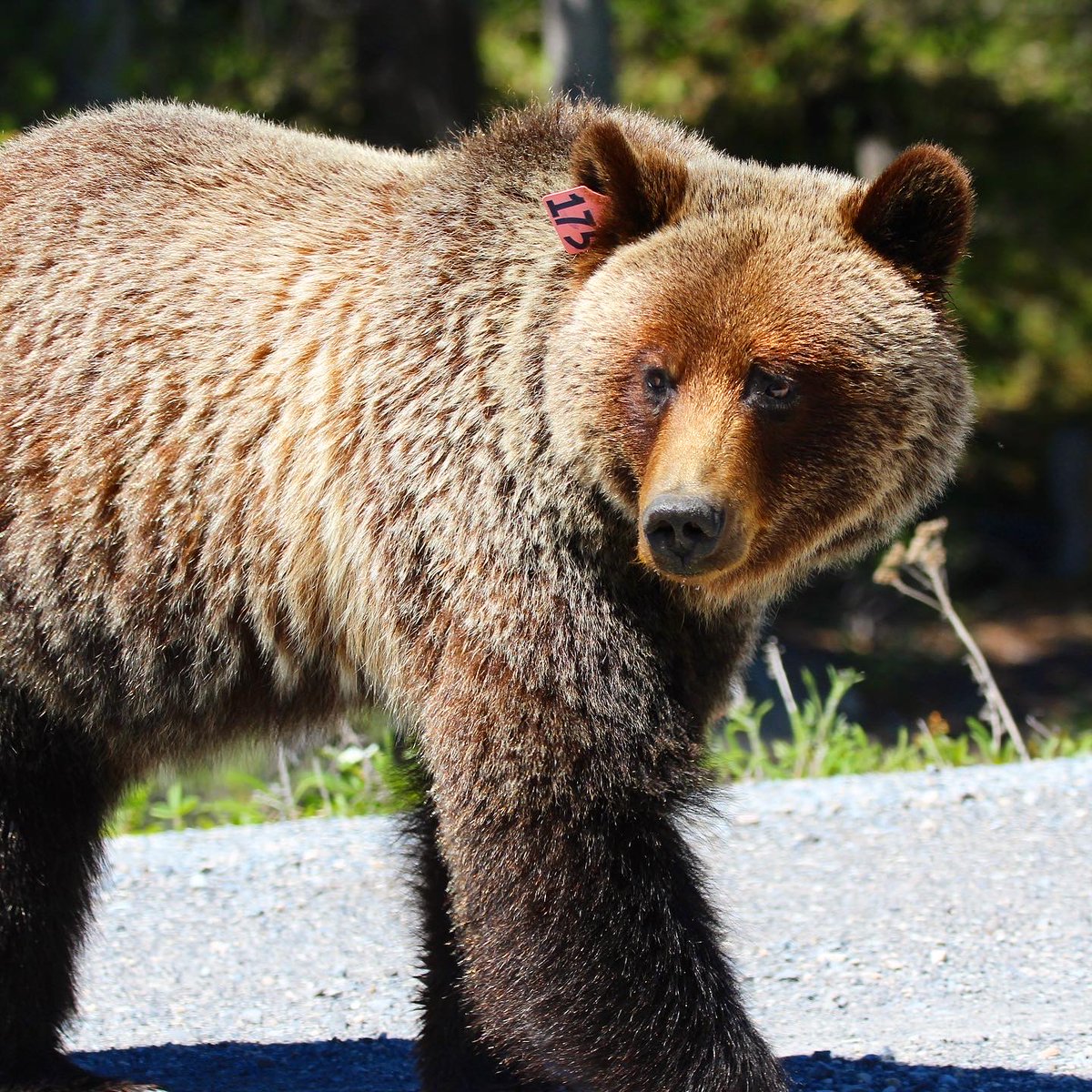 Happy #WorldWildlifeDay! Today, we want to spotlight the amazing work of our dedicated Human Wildlife Co-existence team. 🐻

#DYK? Kananaskis Country is home to one of the most unique and successful models of managing human grizzly bear co-existence in the world.