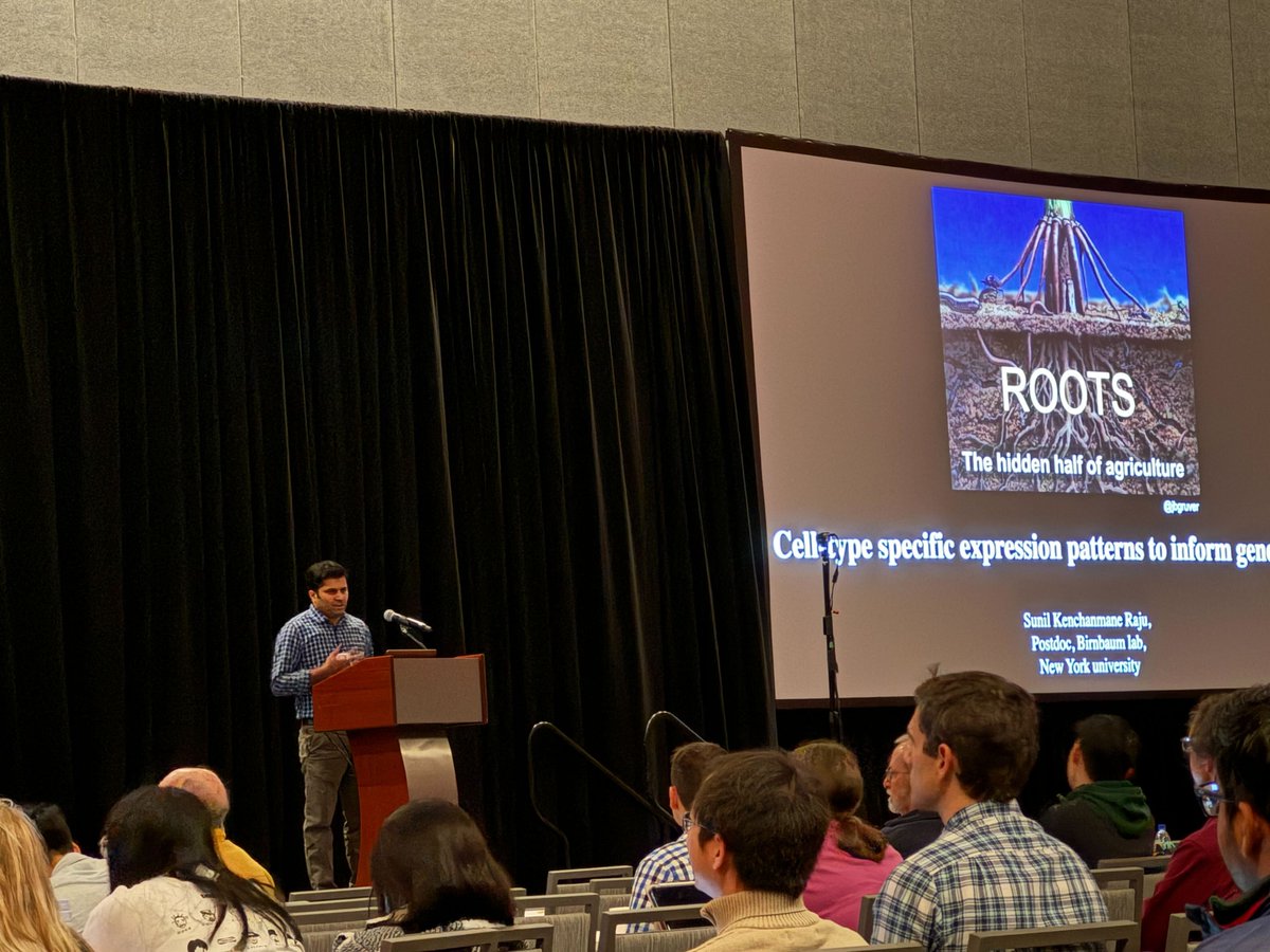 Great to see lab alumni succeeding! Sunil @Sunil_KumarKR, a former postdoc in my @UNL_PSI group, now at NYU, is using single cell RNA-seq to track root development and identify new below-ground roles for classical maize mutants. #MGM2024