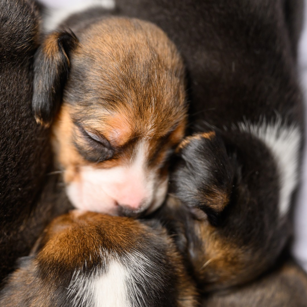 Sunday nap, anyone? 😉

Ila's puppies are three weeks old today! 🐶❤️

#beaglefreedomproject #beaglefreedom #bfp #endanimaltesting #endanimalcruelty #openthecages #freethebeagles #crueltyfree #crueltycutter #beagle #beaglemania #adoptdontshop #dogrescue #rescuedog #beaglelife