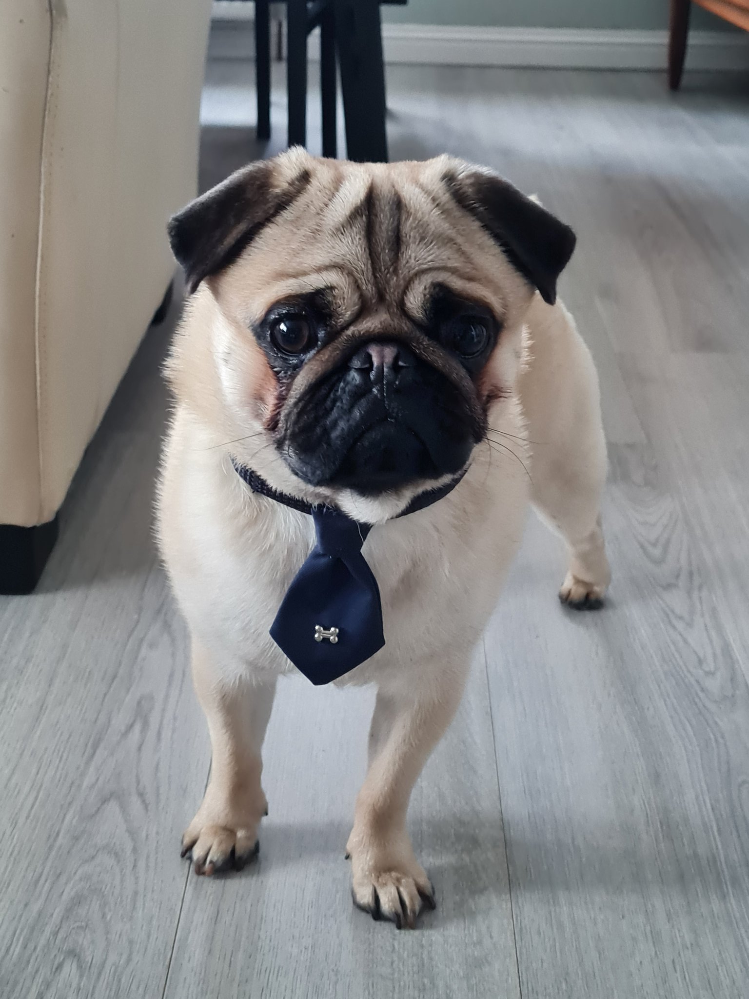 Silver sales black pug