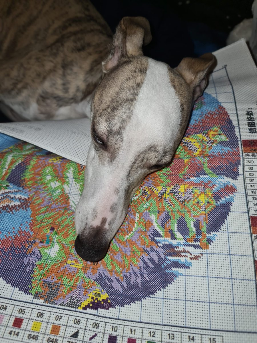 Just helping big hoosis with her cross stitch 🤣🐾💙🐕 #whippet #dogsarefamily
