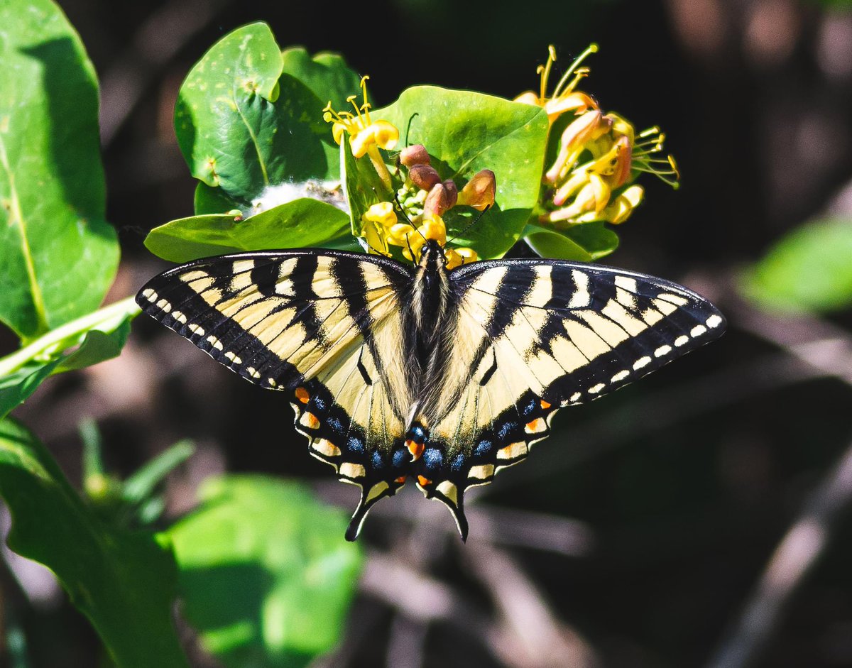 When you think of #wildlife do you think of #butterflies ? I sure do. These insects are cool, beautiful, and important. You don’t need to be dweeby nerd with a butterfly net to enjoy them either- anyone can get into butterflies #WorldWildlifeDay