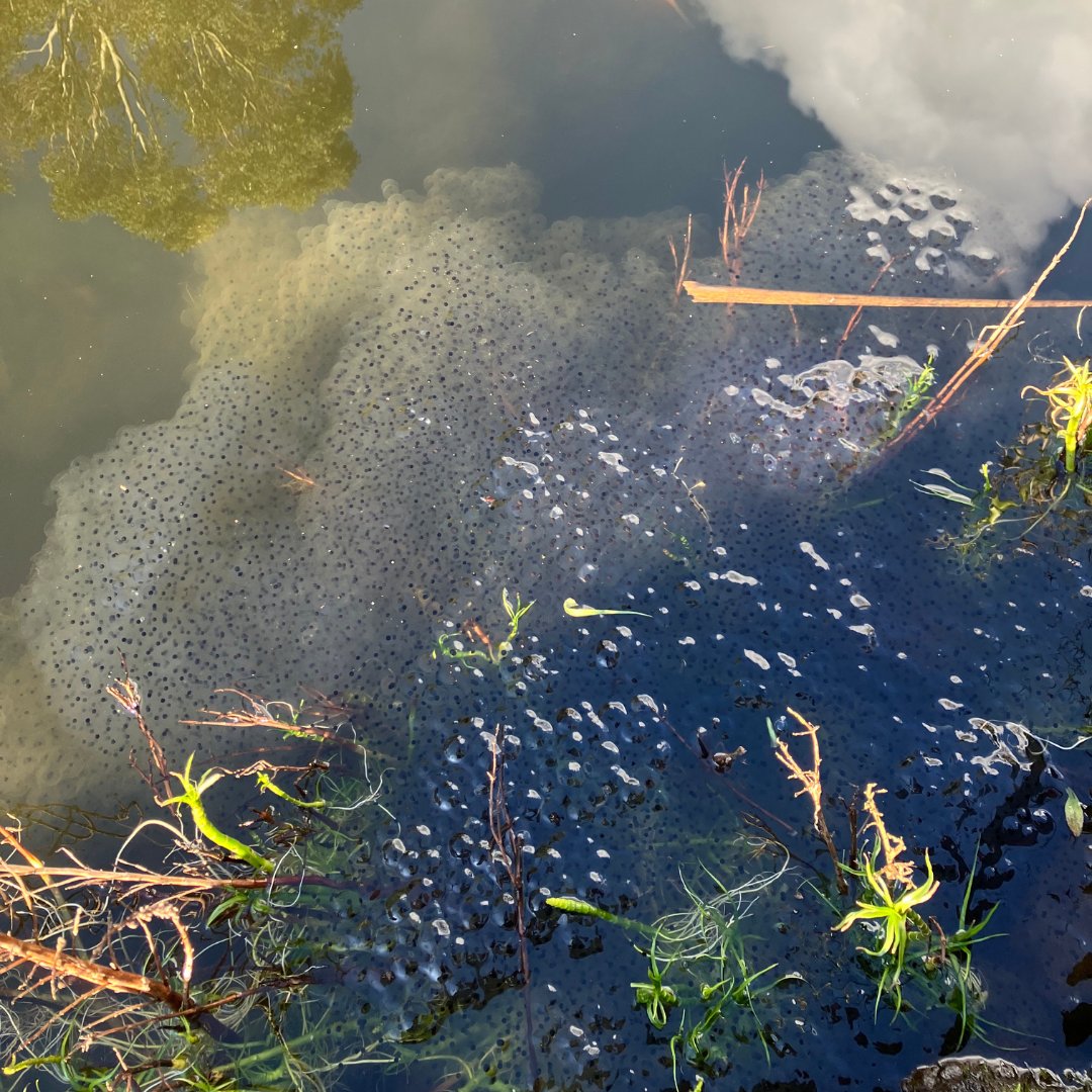 My garden pond is packed with #FrogSpawn 🐸 So pleased to see such a array of wildlife returning to the pond in the 4 years since we re-built it, as a lockdown project. If you spot any, be sure to log it with @Freshwaterhabs for the #SpawnSurvey. freshwaterhabitats.org.uk/advice-resourc…