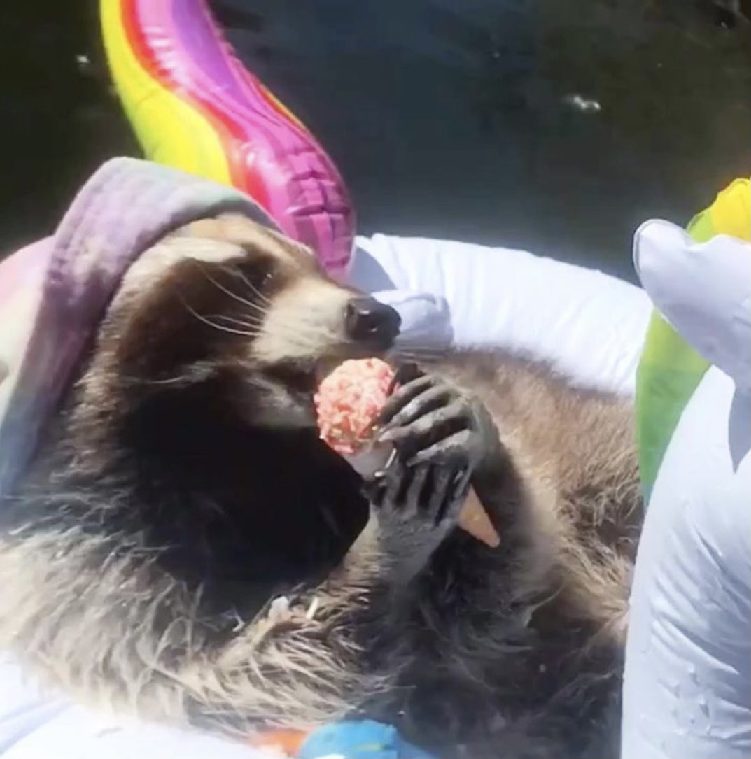 raccoonhourly's tweet image. 