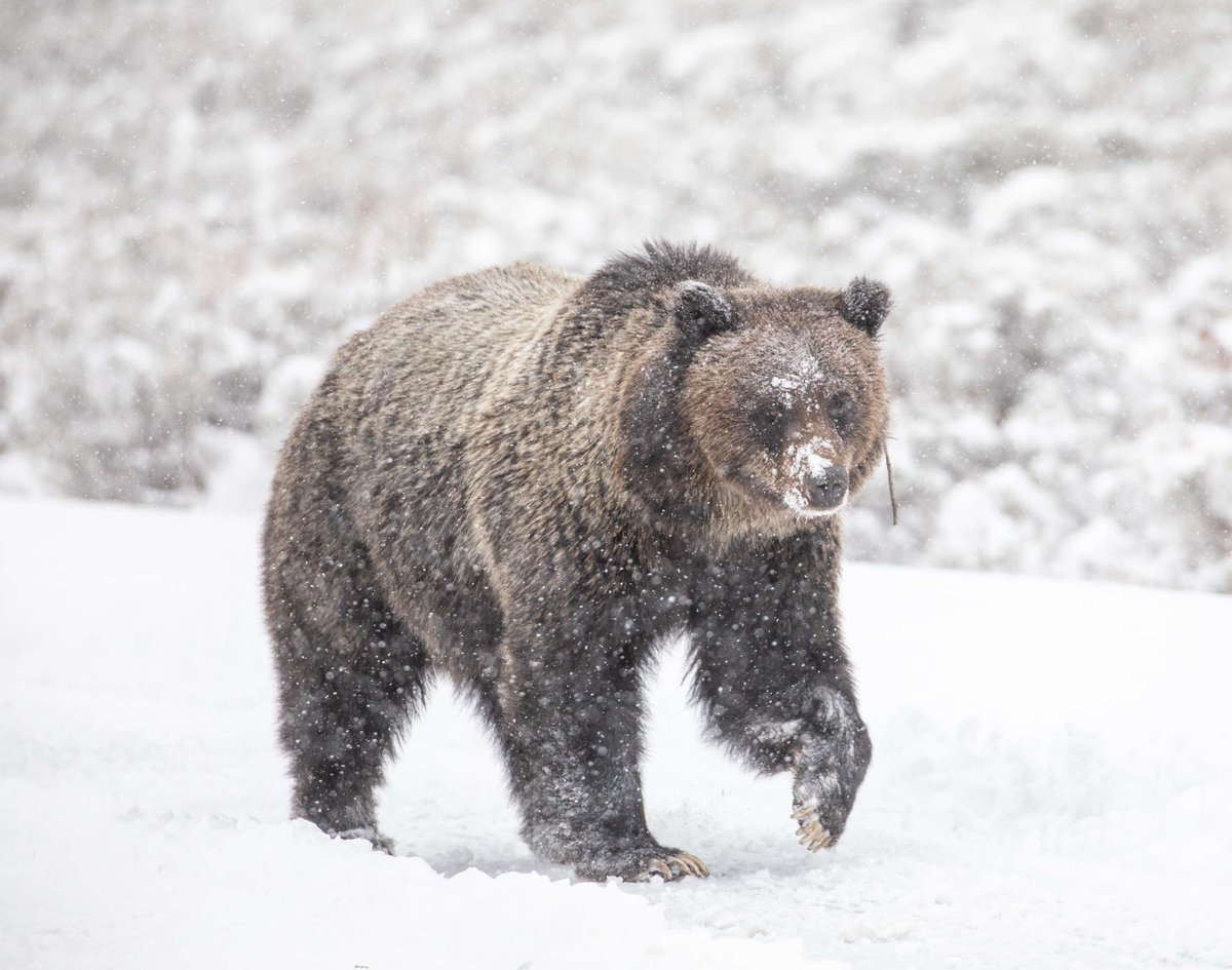 Happy World Wildlife Day! Let's celebrate the incredible diversity of life on our planet and raise awareness about the importance of preserving it. From the majestic grizzly bear to the tiniest insects, all species play a vital role in maintaining our ecosystems. Photo by NPS