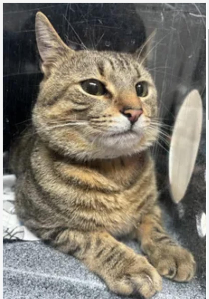 Bluey 193073 --- HE IS A CAT WHO WAS ADOPTED FROM ACC AND IS NOW LOST. OWNER IS PUTTING OUT FLIERS IF ANYONE HAPPENS TO SEE HIM. PLEASE KEEP YOUR EYE OUT IF YOU LIVE IN THIS AREA. LOST - 2/28/24 - ROCKAWAY Parkway & Seaview Ave - “Bluey” - 1-888-HomeAgain