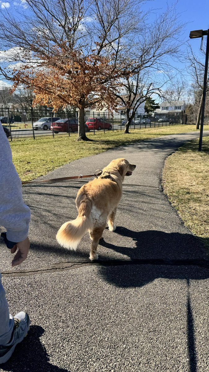 geecpua's tweet image. A beautiful day😍🌞 @66°F. Max🐾walking in the park. #bicentennialpark #summerinwinter🌻❄️ #almostspringtime🐝🌷🌻