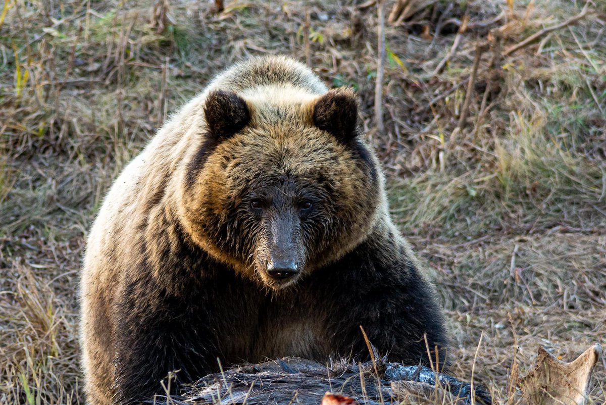 A selection of #mammals for #WorldWildlifeDay Mammals, especially big ones, are probably what most people imagine of when they think of #wildlife As mammals ourselves, it’s natural that we’re drawn to these expressive and intelligent creatures