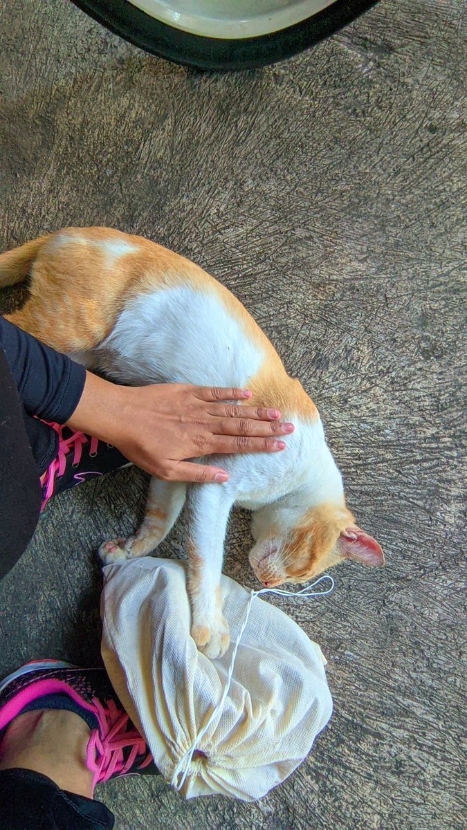 sukakkuceng's tweet photo. Si oyen di susu Kansas durian... 
Dia clingy tapi nyokotan😭
Nyokotnya tu kek gemes ngajakin main, ya tapi gigi &amp; cakarmu tajemmm adekkk😾 https://t.co/3z9gpW7upr