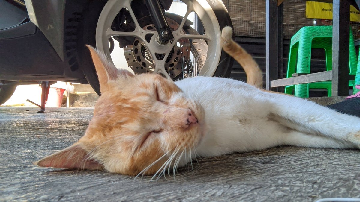 sukakkuceng's tweet photo. Si oyen di susu Kansas durian... 
Dia clingy tapi nyokotan😭
Nyokotnya tu kek gemes ngajakin main, ya tapi gigi &amp; cakarmu tajemmm adekkk😾 https://t.co/3z9gpW7upr