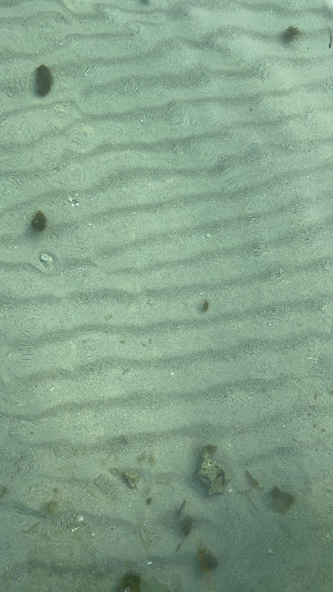 dani_aguiarc's tweet photo. en el mar la vida es más sabrosa 🐚

damos por inaugurada #sealife season https://t.co/U1Hd9wgzKS