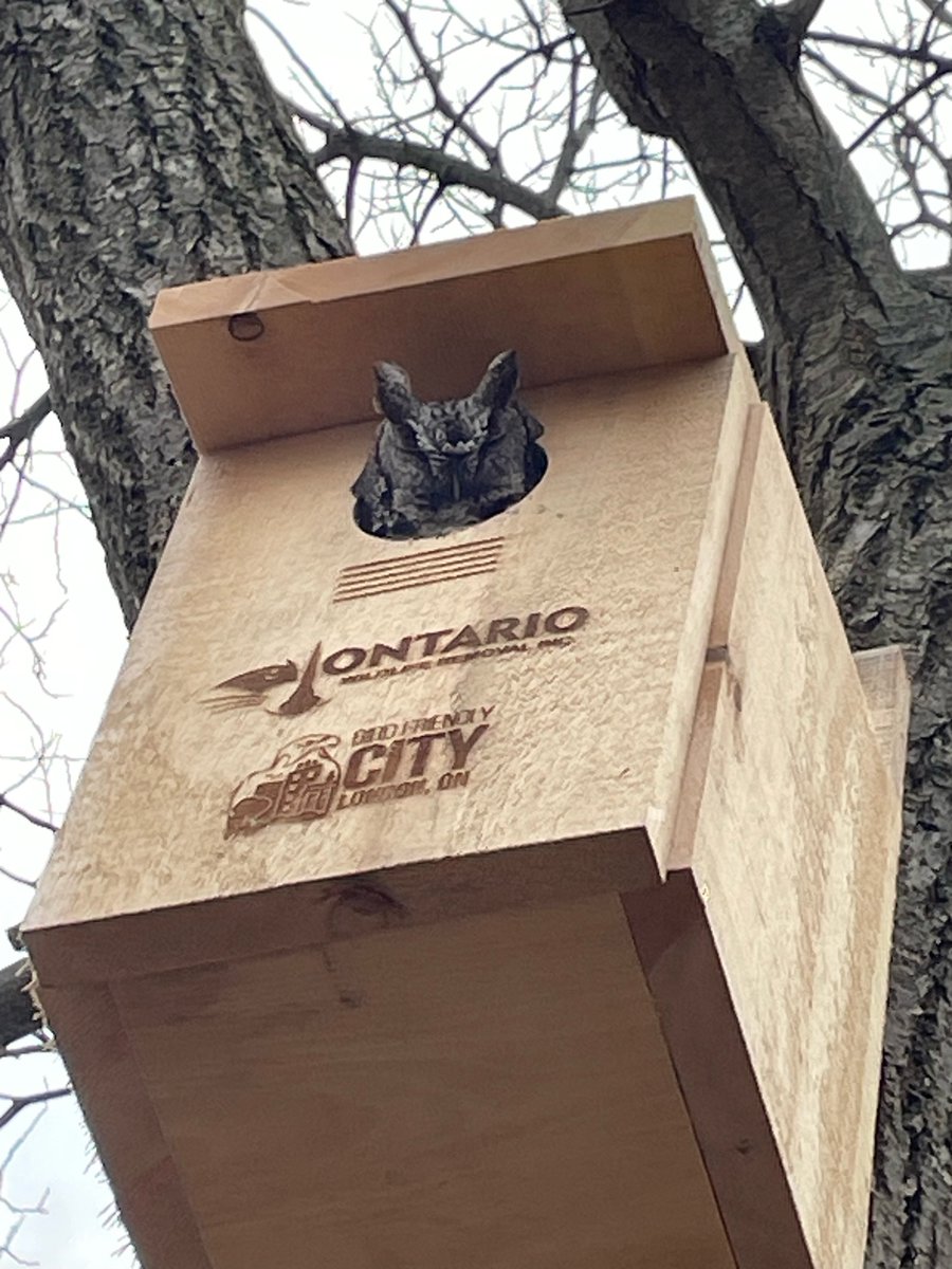 @eyeonthefly Here is our screech owl - in their new box sleeping ! Hope they stay. We have many mice. The gardens here are native plants. & close to Richmond Row. Lots of rats. Please be assured we have much respect for both mice and rats. Animal friendly house.