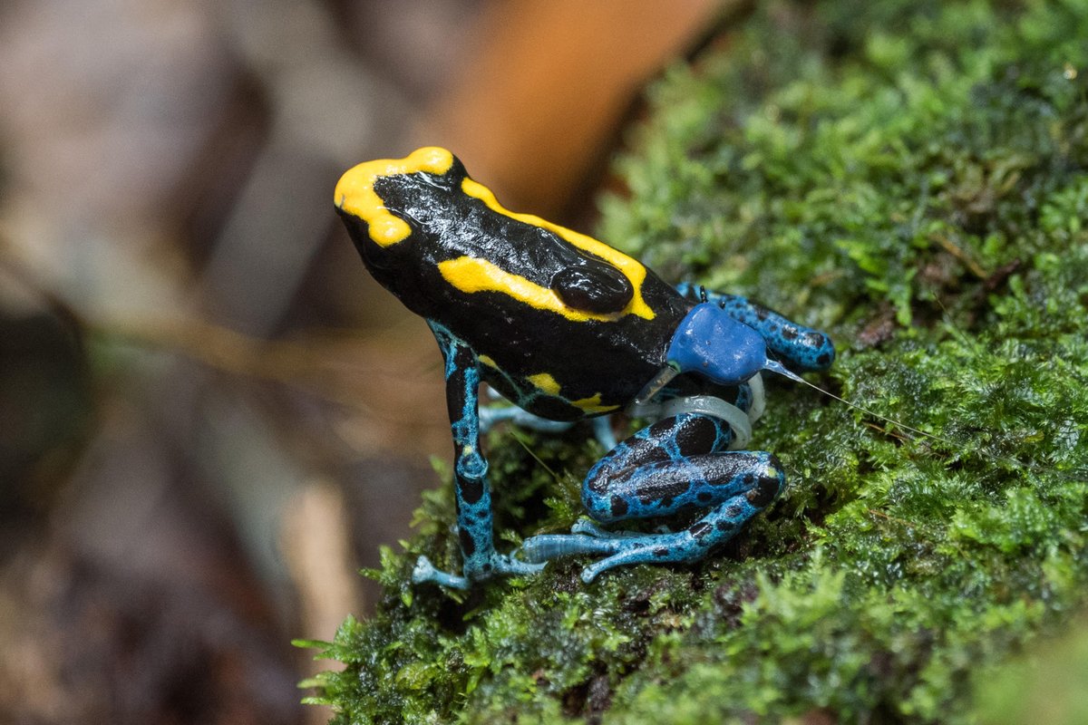 Digital Innovations play a critical role in #wildlifeconservation .  These cute frog "g-strings" were deployed by <a href="/frog_tracker/">Andrius Pašukonis</a> &amp; his colleagues to help track frogs!

This year's <a href="/WildlifeDay/">World Wildlife Day</a> is  Exploring Digital Innovation in Wildlife Conservation.
 #WWD2024

📸 ©<a href="/frog_tracker/">Andrius Pašukonis</a>