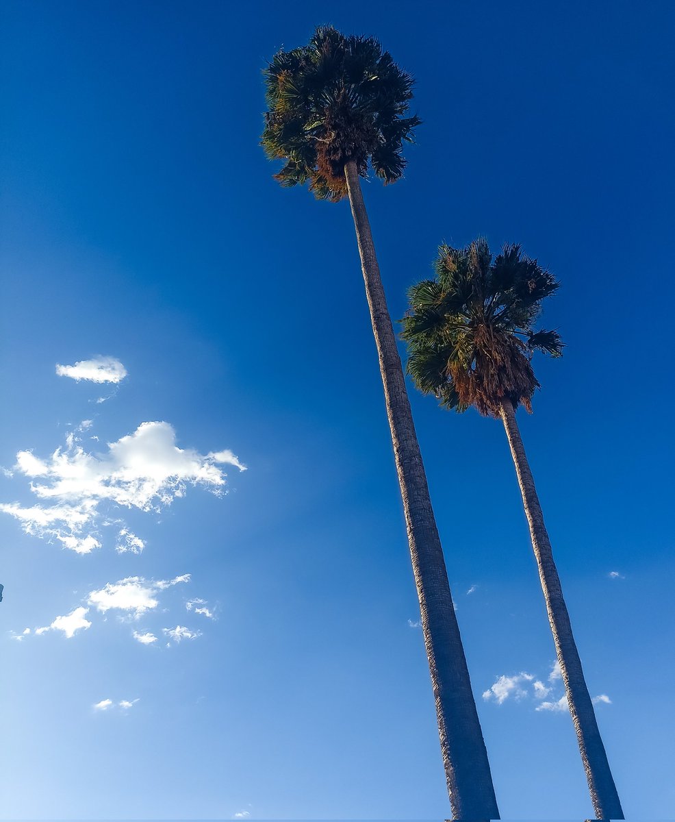 AlanCurtis_'s tweet photo. I HAD A DREAM
.
.
what does it mean? 
you and me under the palm trees in L.A.
What does It mean? https://t.co/T9wXfr6O3i