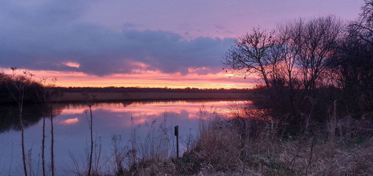 Drew Lyness (@djlbirding) on Twitter photo Around 2200 Fieldfare roosted at RSPB Strumpshaw Fen this evening! Spectacular watching them dive into the bushes to the backdrop of a bright red sunset, booming Bittern and bugling Crane. π Around 2200 Fieldfare roosted at RSPB Strumpshaw Fen this evening! Spectacular watching them dive into the bushes to the backdrop of a bright red sunset, booming Bittern and bugling Crane. π