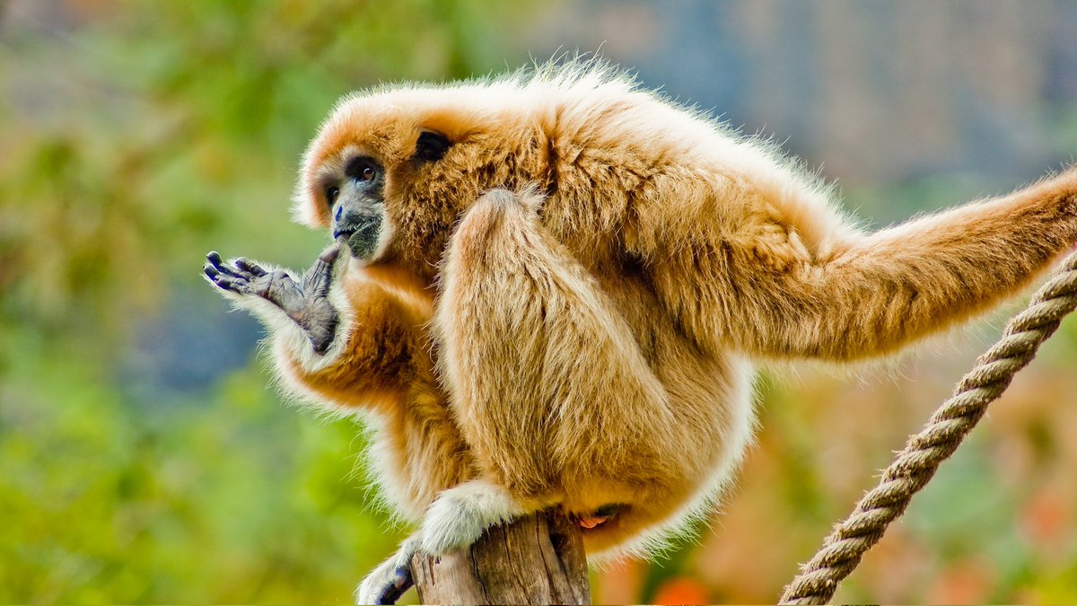 El Pulgar del Panda (Jorge Garrido-Bautista) tweet media