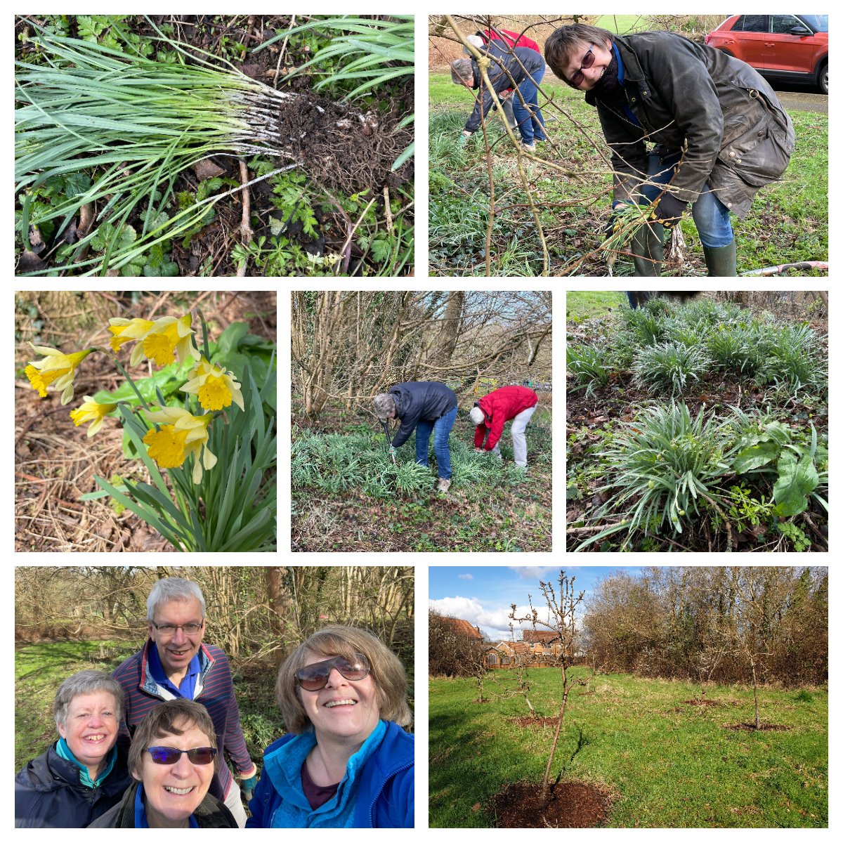 Glorious day in Westmorland Park dividing snowdrops we planted years ago, to increase the number of plants and encourage them to spread. Native daffodils we also planted increasing as well. Half a sack of litter collected and mulch top up at Warfield Chase orchard too 💚