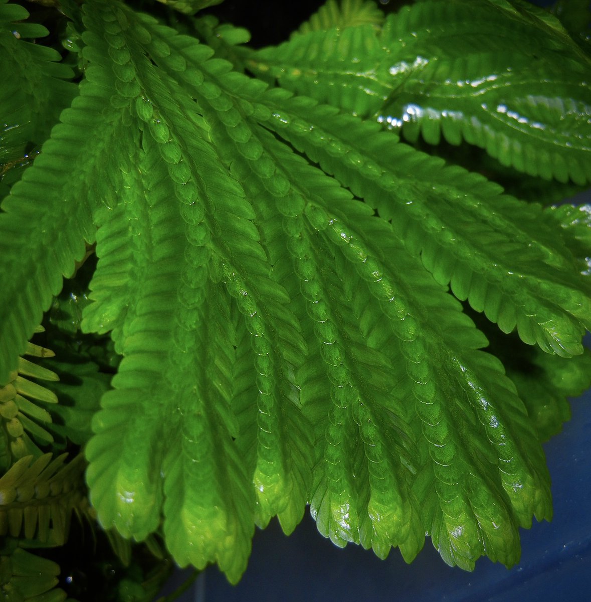 Jeff Benca tweet media