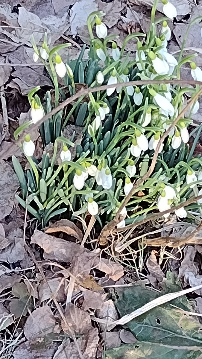 Teri Shultis tweet media