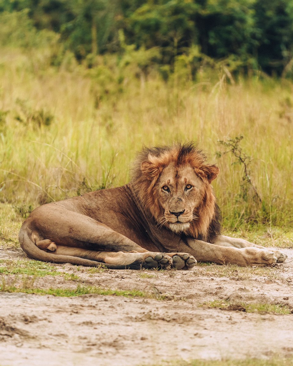 Celebrating the wild wonders of our planet on #WorldWildlifeDay 🌍🦁🐘🦒🌿 . 📍: @AkageraPark . 📸: @iam_harris_regis