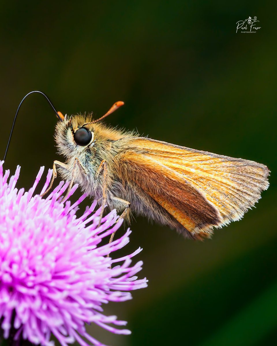 I had to get a photo out on #WorldWildlifeDay I absolutely love the colours of this Skipper Butterfly 🦋 #macro #macrophotography #wildlife #butterfly #butterflies #nature #insect #animal #love @RoyEntSoc @insectweek @MacroHour @Mariposa_Nature @Greenwings @savebutterflies