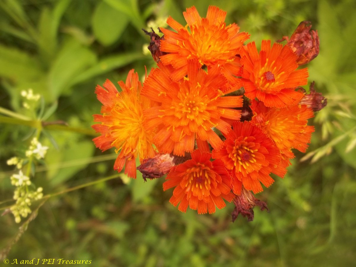 A little splash of colour to wake up your Monday.  Bright and Cheery Orange Hawkweed brings a pop to the day. #PrinceEdwardIsland #PEI #Canada #Canadian #Maritimes #Atlantic #flowerphotography #NatureBeauty #Monday #NaturePhotography #nature #photography #Flowers #FLOWER #floral