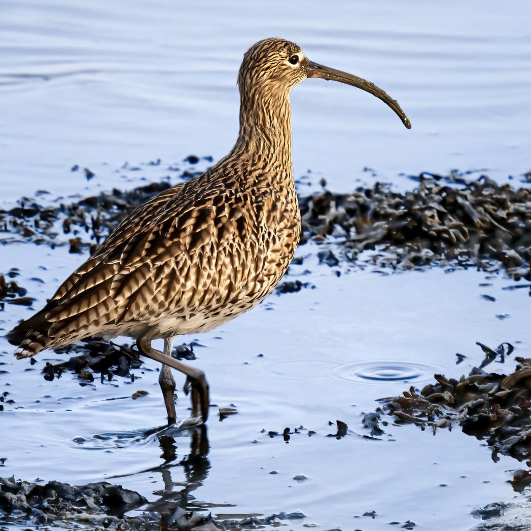 🌍World Wildlife Day 🌍 This World Wildlife Day, let us celebrate the birds here in Chichester Harbour National Landscape. And the importance of protecting their habitats, so we don’t have to live in a #WorldWithoutNature 📸Paul Martin, Shirley Rushmer Paul Adams