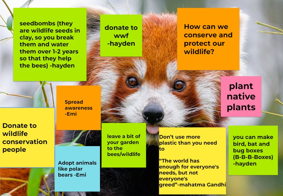 The <a href="/KidsVplastic/">Kids Against Plastic</a> Club members shared ways to protect our wildlife at yesterday's Connect meeting.
#WorldWildlifeDay