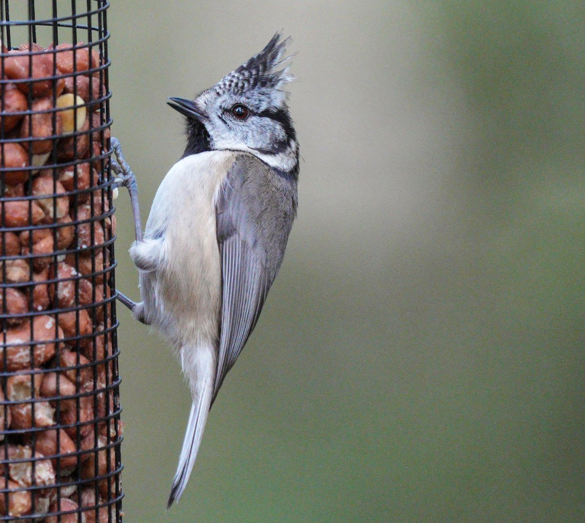 Had a ride up to the feeders at Nethybridge this afternoon. The crested tits didn't disappoint. #BirdsSeenIn2024 #BirdsOfTwitter #TwitterNatureCommunity #TwitterNaturePhotography #birdphotography #birding