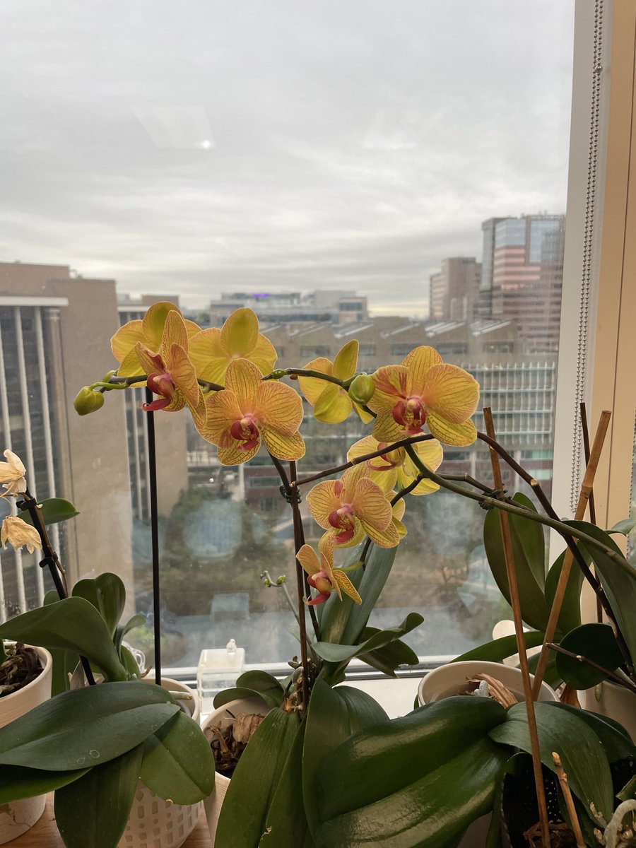 Some of my office orchids back ⁦@HPolymenis⁩ but others await spring? This one is a hearty recommendation ⁦@AmericanOrchid⁩ ⁦@HeartOTexasOS⁩