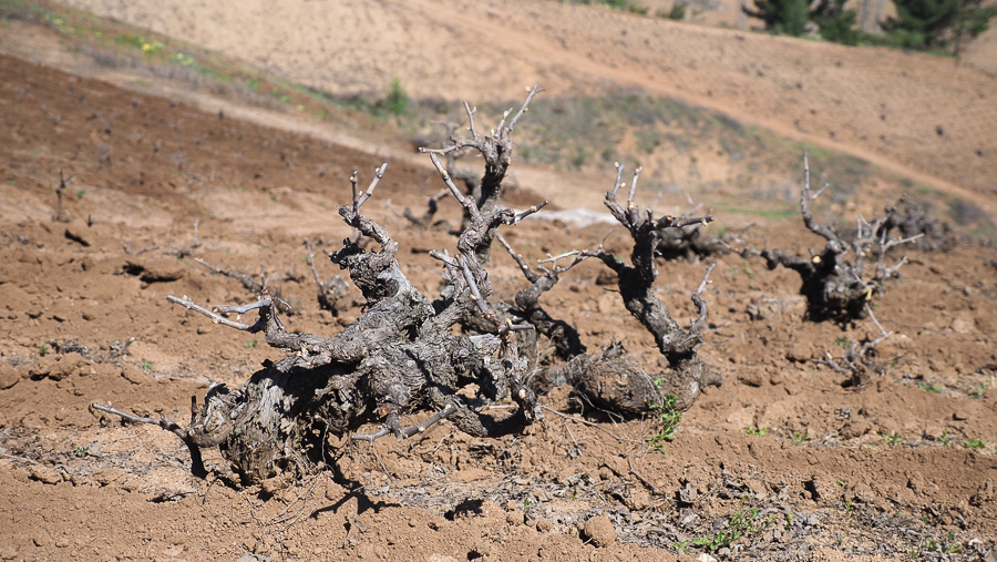 Jamie Goode (@jamiegoode) on Twitter photo Dry-grown Chile - exploring Itata, a historic region that was taken for granted, but whose time has now come wineanorak.com/2024/03/03/dry… <a href="/DeMartinoWines/">Viña De Martino</a> <a href="/LeoErazoLynch/">Leonardo Erazo L</a> Dry-grown Chile - exploring Itata, a historic region that was taken for granted, but whose time has now come wineanorak.com/2024/03/03/dry… <a href="/DeMartinoWines/">Viña De Martino</a> <a href="/LeoErazoLynch/">Leonardo Erazo L</a>