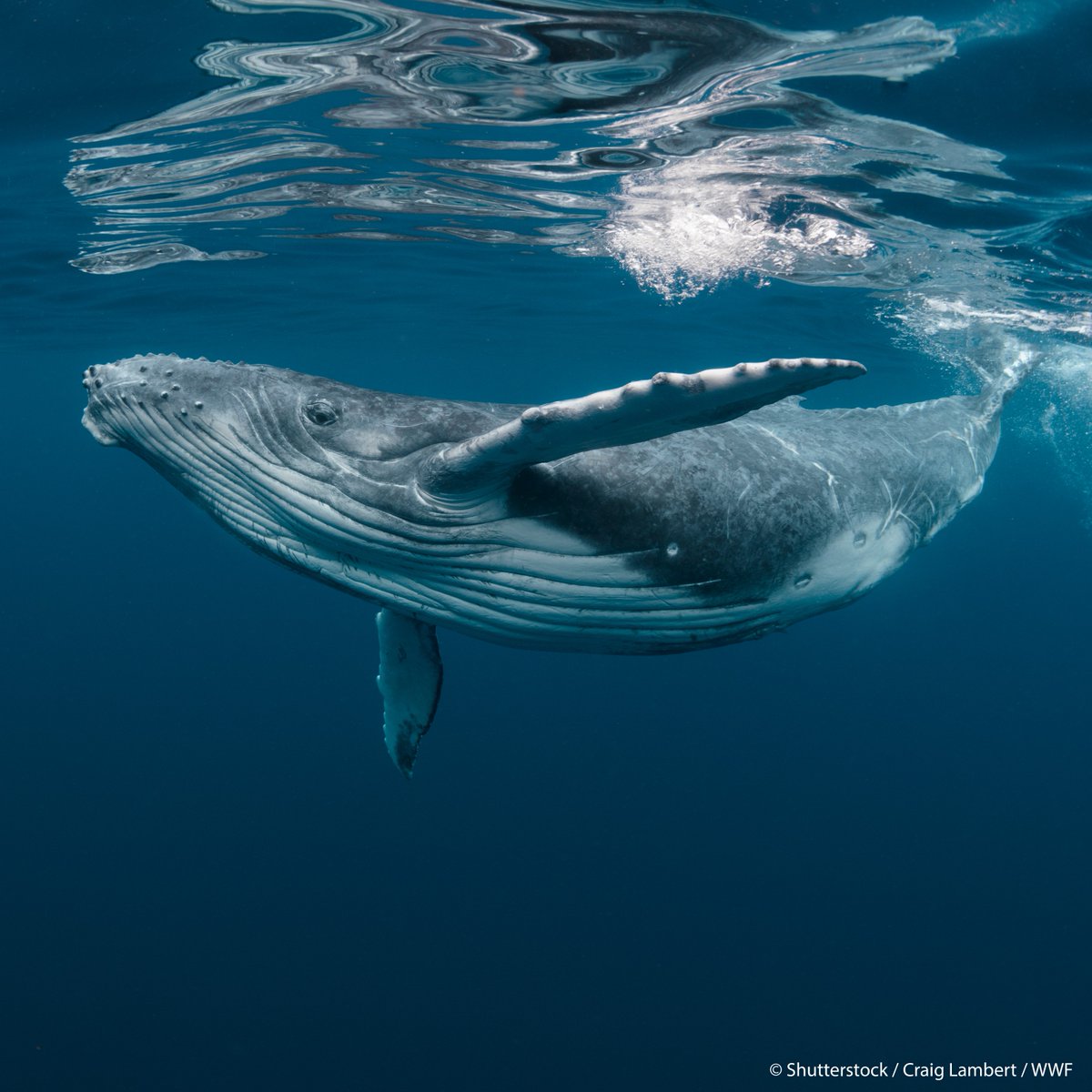 World_Wildlife tweet picture