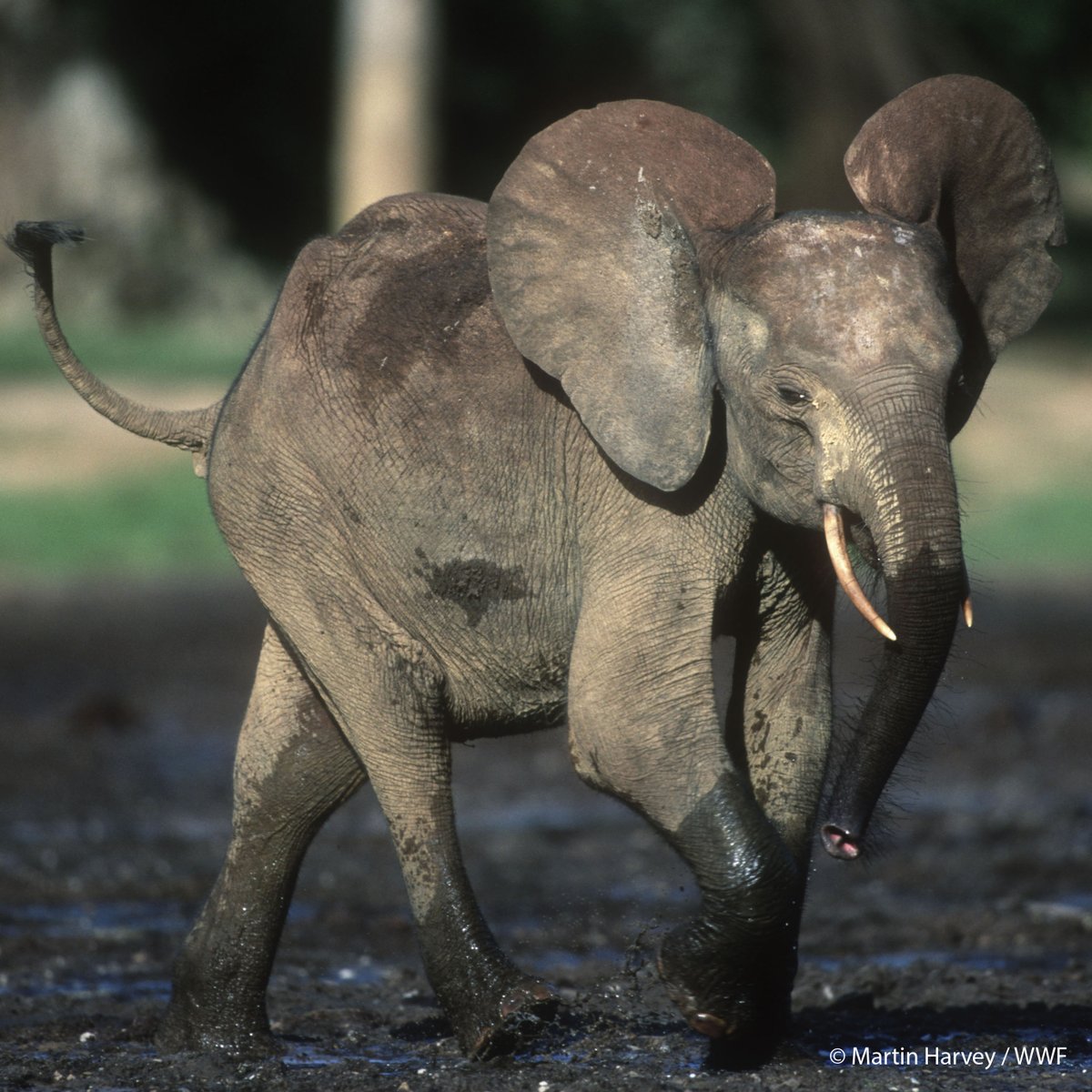 World_Wildlife tweet picture