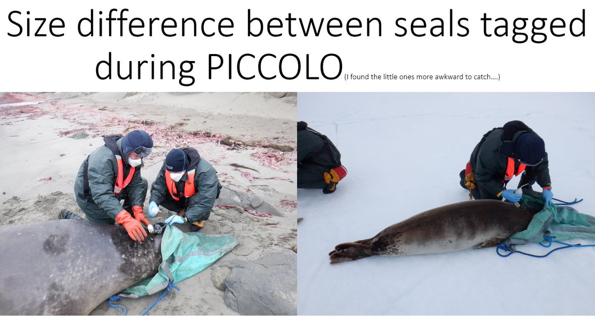 We are coming to an end with #AntarcticPICCOLO. We managed to enlist 14 Weddell, Southern Elephant and Crabeater seals so far with the last tagging opportunity tomorrow. Some tags still need customers. @RoSES_ocean @BAS_News @univofstandrews @_SMRU_