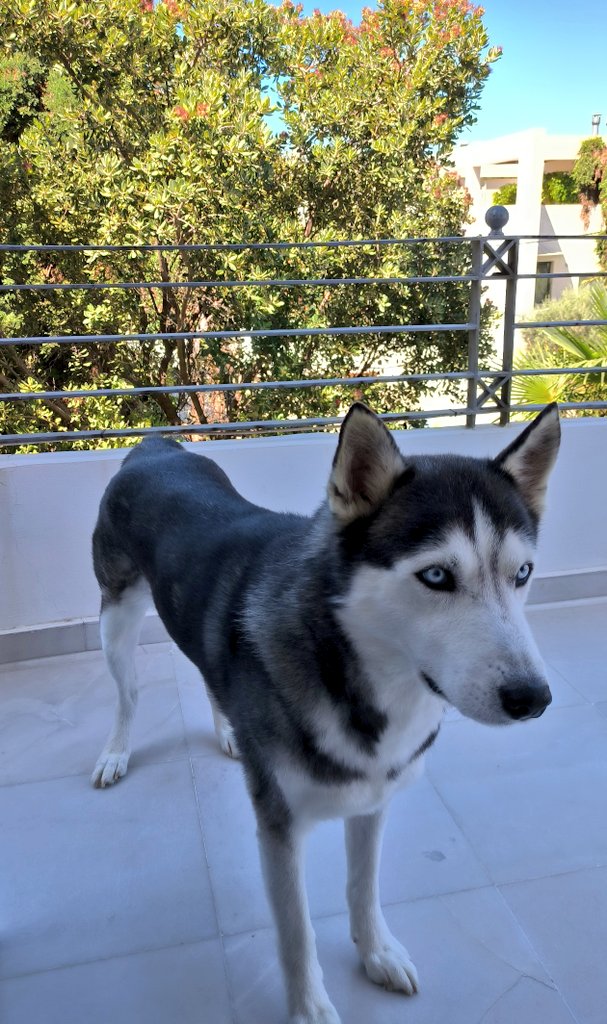 🤗🐶
#challenge_κατοικιδιο