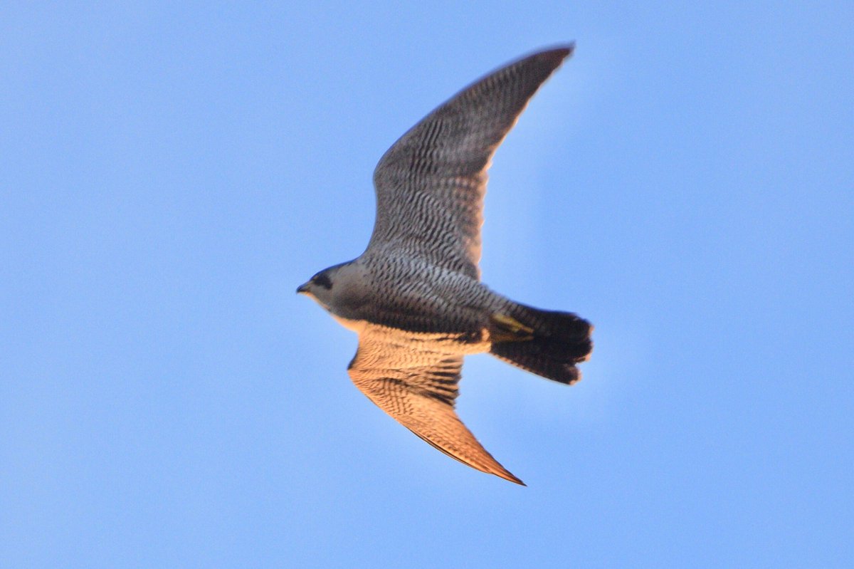 City Peregrine flying off just before sunset.