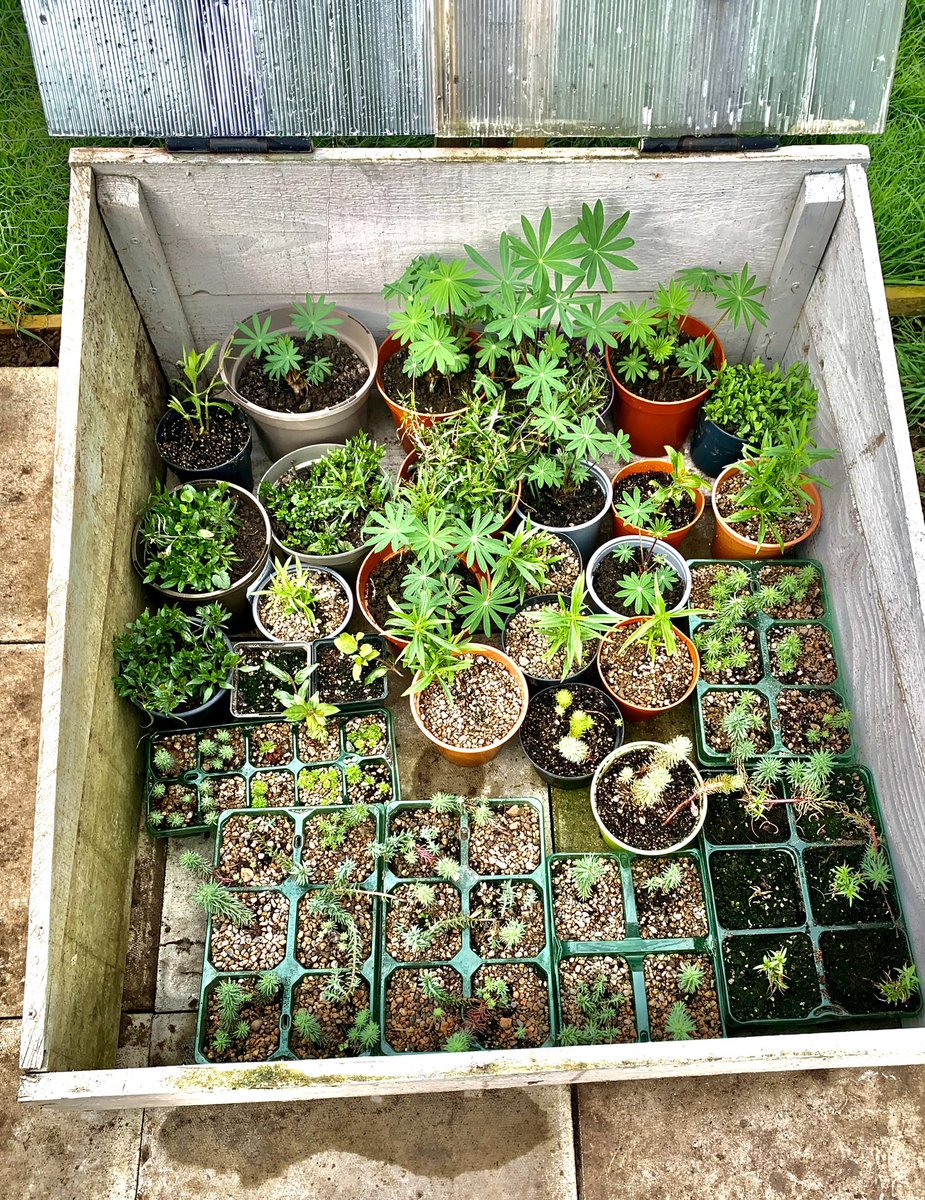 allotmentideas's tweet image. Great, I have fractured my ring finger and it’s going to slow down the gardening. Doc tells me it’s not worth strapping up and I’ll just have to put up with it. 🤦🏻‍♂️ #NHS #allotmentlife #coldframe #gardening #GardeningX #Spring2024 #KeepGoing #growyourown