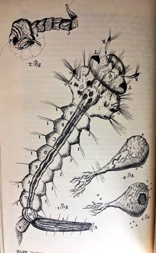 flygirlNHM's tweet photo. Do you know who died on this day on 1703?
Well it was the rather wonderful Robert #Hooke whose book #Micrographia has been inspiring the scientific world since published in 1665 - he loved #flies https://t.co/yRC0kj49lG