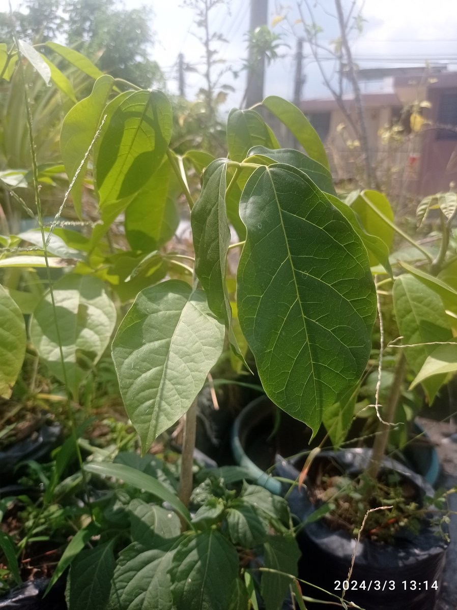 PatrizGerson's tweet photo. El año pasado en época de floración de Maquilishuat🌸 recolecté semillas y las puse a germinar. En esta experiencia he evidenciado que son muy resilientes así como nuestro pueblo Salvadoreño🇸🇻, solo esperan época lluviosa para ser plantados en mi casita de Nahuizalco 🌸. https://t.co/8wnEs4Qf0S